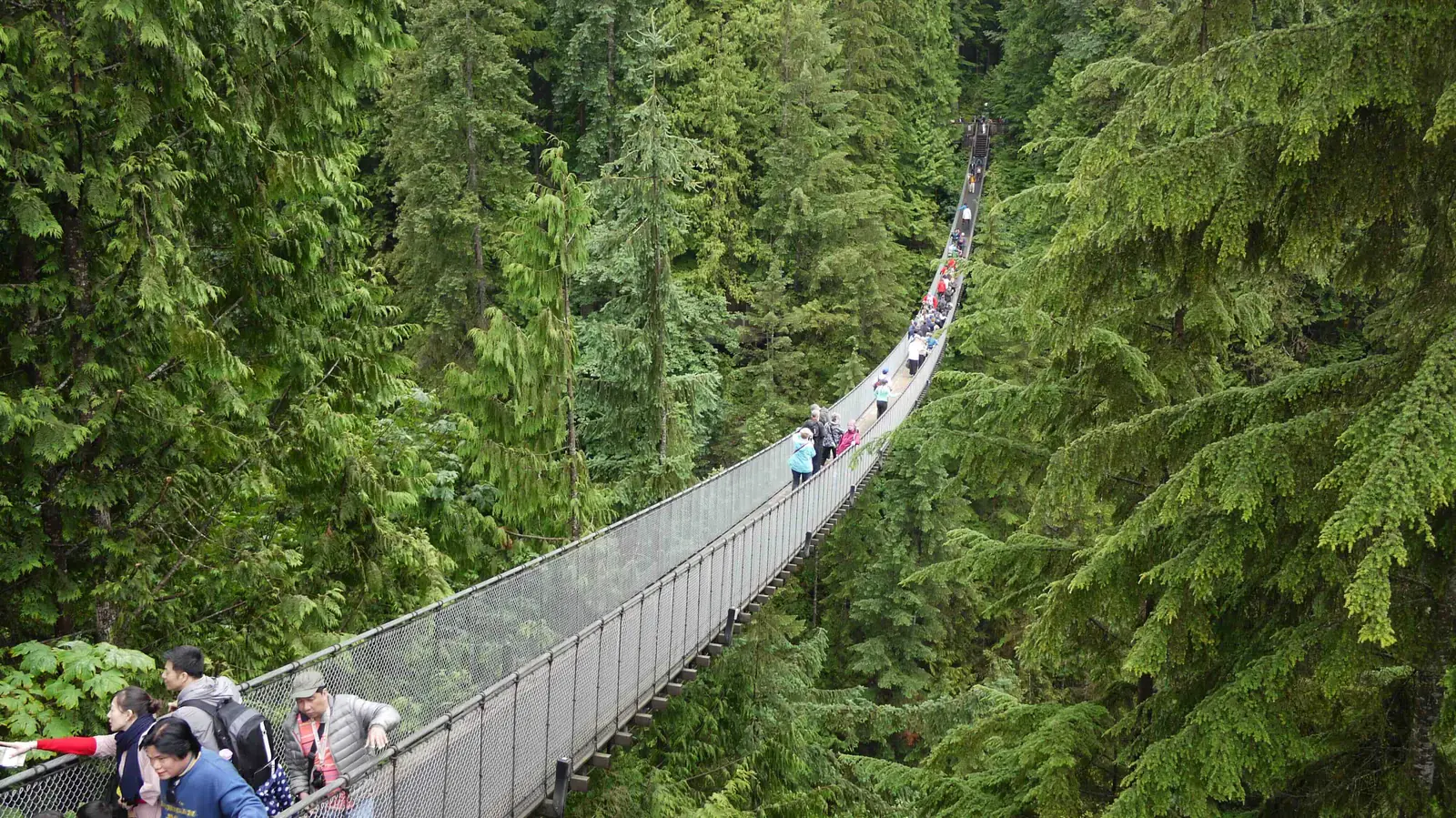 Forest canyon and suspension bridge atmosphere.