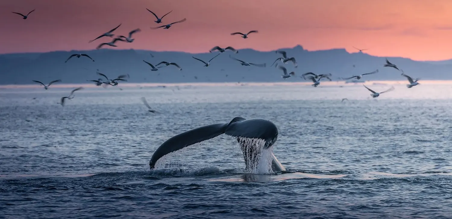 Whale watching tour boat in coastal waters near Vancouver.